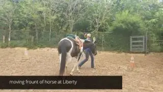Intermediate riding lessons. - Groundwork, trotting and trailer loading