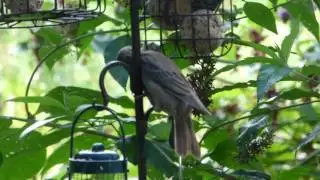 Rose Coloured Starling Juvenile.