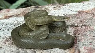 Arizona & New Mexico Herping Trip (Ratsnakes, Rattlesnakes, and MORE!)