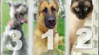 Pet License