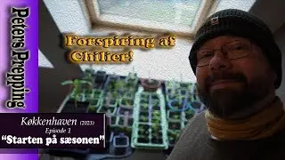 Køkkenhaven: Forspiring af Chilier!