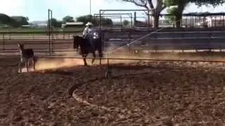 Echo first day swinging a rope on her and tracking the donkey