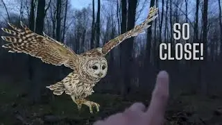 Barred Owls Shock Gobbling Wild Turkeys (Incredible Audio)