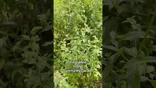 Community Garden Finds.🌱| #mint #garden #health #fyp #explorepage