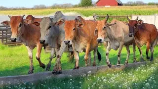 Mengembala kawanan sapi lembu warga melewati jembatan sawah menuju kandang di sore hari