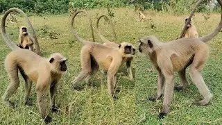Langur Monkeys ka Group Fight | Amazing Wildlife Behavior in Indian Forest #Langur #Wildlife
