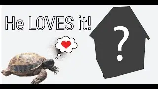 Building an Epic Mini Barn for My Russian Tortoise: A DIY Adventure You Can't Miss!