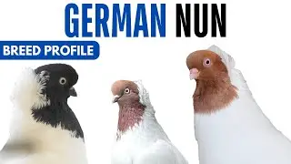 German Nun Pigeon Breed Profile - History - German Nun Pigeon Health Issues Price Training