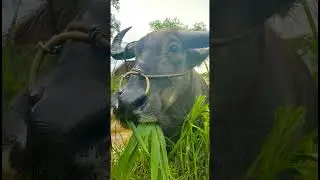 042 🦏🐃 Rural buffalo eating grass #RuralLife #Buffalo #Countryside #NatureLovers #FarmLife #Count