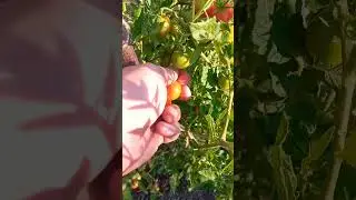 18 июля 2024 г.