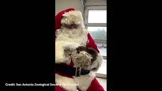 Watch: Sweet Baby Sloth Cuddles With Santa