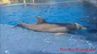 Dolphin Crying For Feed..Dolphin Sun Bath..Sea World