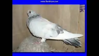 أوشائى ( عُشائي )  رحمانى  --  سلسلة شرح اتياب الصافي