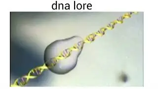 dna lore