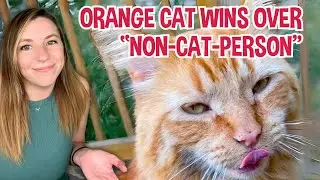 Orange cat chooses man who claims to be 