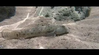 La Loche des sables