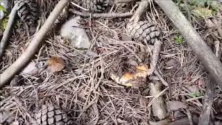 Dia de Rovellons o Niscalos