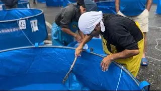 How We Buy Koi in Japan| Inside a Real Koi Dealer’s Selection Process - Episode 4: Nagaoka Koi Show 
