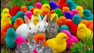 Kumpulan Hewan Lucu: Ayam Warna, Ayam Lucu, Bebek & Kelinci