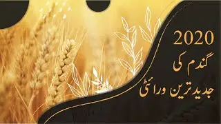 Gandum ki Behtreen Rust-Free Varieties – High Yield Rust-Free Wheat Varieties