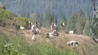 Goats helping to reduce fire risk in Shaver Lake