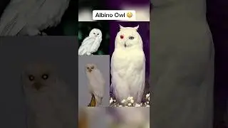 Albino Animals You've Never Seen Before 🤯