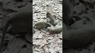fast Action Play #monkey #animals