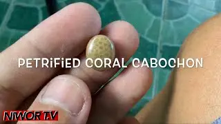 Petrified bryozoan coral cabochon for ring set