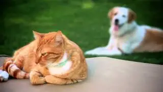 Shed-X for Dogs & Cats: The natural way to stop excessive shedding.