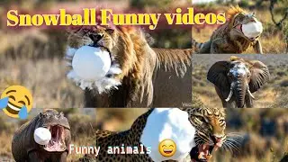 Snowball Funny Videos 😂 | Animals&rsquo; Funniest Reactions EverWhen Animals Get Hit by Snowballs#animals