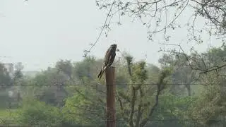Laggar Falcon, Falco jugger, Tal Chhapar, Rajasthan, India, 3 Aug 2025