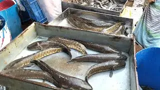 Fresh & Local Fish Wholesale Market | Carp, Catfish, River Fish & More!