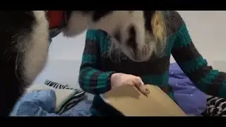 Welpenbox Fellbox - Unboxing 💙 | Hundebox Test | 🐺 Husky Goraidh 🐾