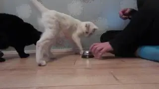 Ring the bell for treats