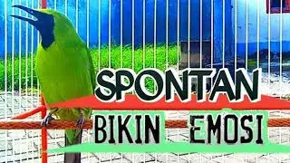 Cucak Ijo Gacor Memancing Lawan Aagr Emosi dan Jamtrok! Cykyp 5 Menit Lawan Langsung ON