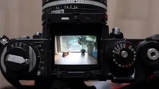 Nikon F3 Overview (Many Sample Photos)