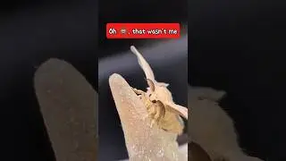 I told you they have attitudes #moths #silkmoths #trending