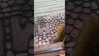Wild Squirrel Bites Person's Finger While She Attempts to Feed Them - 1261012
