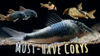 7 peces gato Corydoras perfectos para acuarios comunitarios que te encantar&aacute;n