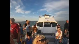 Dolphin Sunset