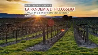 La Fillossera | La Pandemia delle Viti