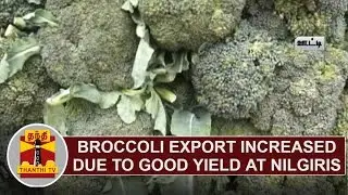 Broccoli Export Increase due to Good Yield at Nilgiris | Thanthi TV