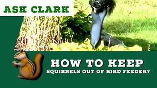 How do I keep squirrels out of my bird feeder?