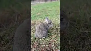 Baby Giant Angora Rabbit