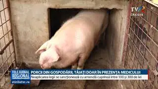 PORCII DIN GOSPODĂRII, TĂIAŢI DOAR ÎN PREZENŢA MEDICULUI