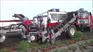 Modern Agricuiture Equipment Tomato Processing Technology   Automatic Tomato Line From Seed To Table