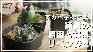 アカべチタノタ子株成長記録⑦徒長の原因と対策！リベンジ株紹介