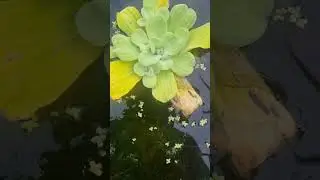 Propergating Floating pond plants 🪴