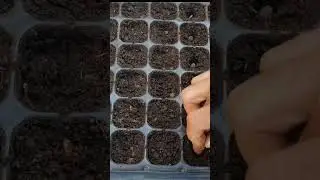 Apple Gourd plants 🍏 #shorts #garden #grow