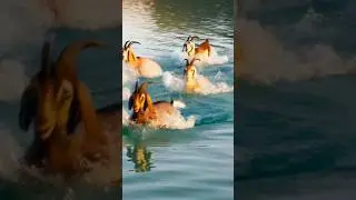 Goats Adventure Day 12-Swimming#funny #goat #shorts #swimming